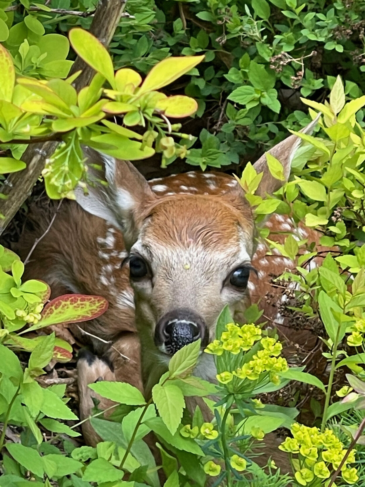 Bonnie Chase fawn photo